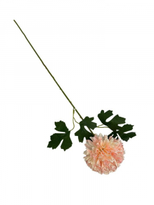 Chryzantema gałązka 50 cm pudrowy róż z kremem