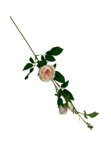 Róża kwiat pojedynczy 70 cm kremowo brzoskwiniowa