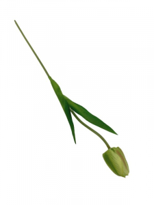 Tulipan kwiat pojedynczy 42 cm zielony