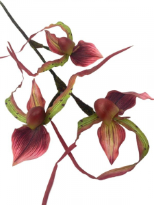 Orchidea kwiat pojedynczy 76 cm ciemno różowa z zielenią