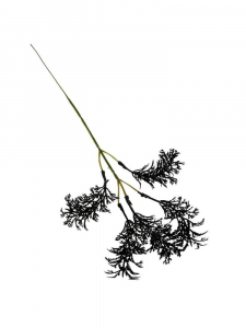 Wodorosty trawa ozdobna gałązka 34 cm czarne