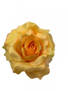 Róża gigant główka 20 cm żółty
