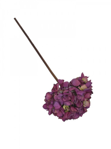 Hortensja kwiat pojedynczy 50 cm fioletowa