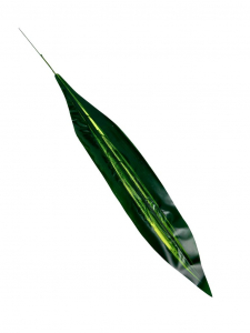 Dracena liść nabłyszczany 63 cm zielony