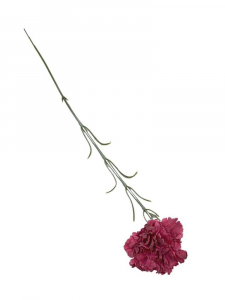 Goździk kwiat pojedynczy 52 cm różowy