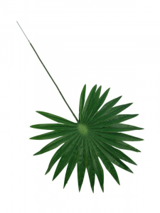 Liść palmy 46 cm zielony