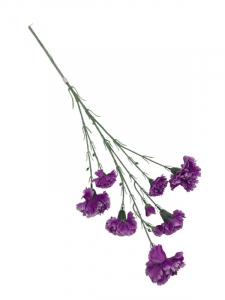 Goździk omszony kwiat pojedynczy 70 cm fioletowy