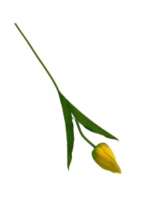 Tulipan 50 cm żółty