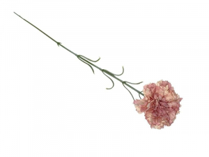 Goździk kwiat pojedynczy 52 cm kremowy z brudnym różem