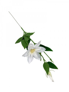 Klematis kwiat pojedynczy 48 cm biały