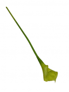 Kalia kwiat pojedynczy 67 cm zielona