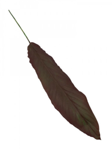 Kordylina liść XL gumowy 85 cm bordowy z zielenią