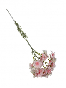 Goździk brodaty gałązka 65 cm pudrowy róż z jasno zielonymi akcentami