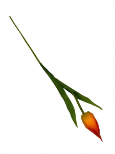 Tulipan gałązka 50 cm pomarańczowy