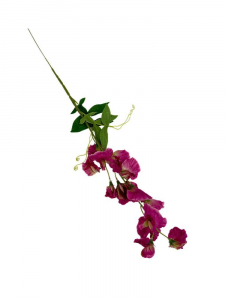 Groszek kwitnący gałązka 60 cm głęboki róż