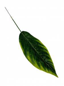 Liść mały 37 cm jasno zielony