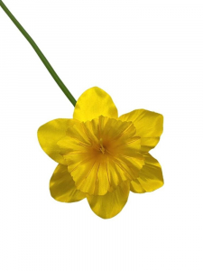 Żonkil kwiat pojedynczy 50 cm żółty