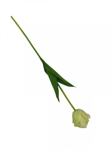 Tulipan kwiat pojedynczy 58 cm jasno zielony