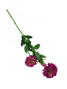 Cynia kwiat pojedynczy 62 cm fuksjowa