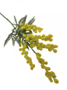 Mimoza na gałązce 57 cm żółta