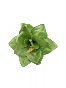 Amarylis główka 16 cm zielony
