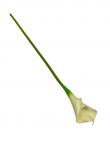 Kalia kwiat pojedynczy 67 cm kremowa