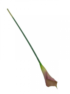 Kalia kwiat pojedynczy 70 cm brudny róż