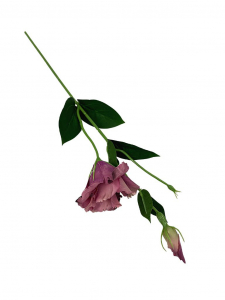 Eustoma gałązka 48 cm brudny fiolet