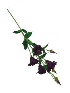 Eustoma kwiat pojedynczy 80 cm ciemno fiołkowa z zielonym cieniowaniem