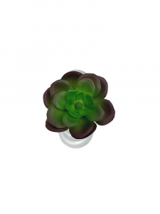 Sukulent 6 cm zielony z fioletem