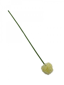Czosnek kwiat pojedynczy 38 cm kremowy