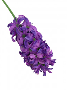 Hiacynt kwiat pojedynczy 40 cm fioletowy