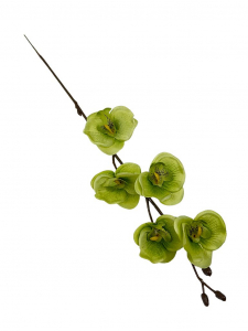 Storczyk mini gałązka 41 cm zielony