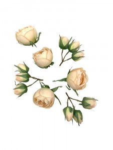 Róża główka komplet kremowy z jasnym różem