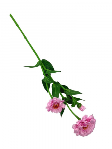 Cynia kwiat pojedynczy 62 cm jasno różowa