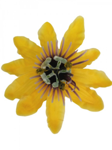 Męczennica kwiat wyrobowy 12 cm żółta