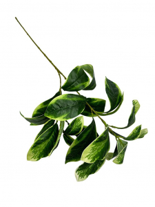 Liście laurowe gałązka 72 cm zielone/jasno zielone