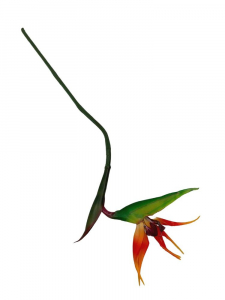 Strelicja (rajski ptak) kwiat pojedynczy 81 cm pomarańczowa