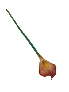 Kalia kwiat pojedynczy 71 cm łososiowa