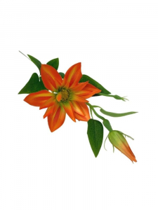 Klematis kwiat pojedynczy 48 cm pomarańczowy