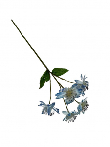 Astrantia (jarzmianka) 42 cm niebieska