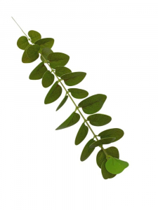 Eukaliptus gałązka 54 cm zielona