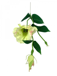 Eustoma gałązka 48 cm jasno różowy jasno zielony
