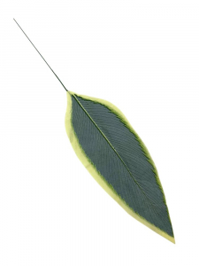 Liść 67 cm zielony z obrzeżami