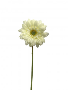 Gerbera kwiat pojedynczy 46 cm kremowa