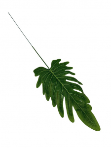 Liść filodendron 47 cm zielony