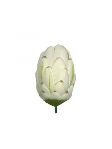 Protea główka 13 cm biała wpadająca w krem
