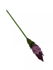 Protea pojedyncza 48 cm fioletowy