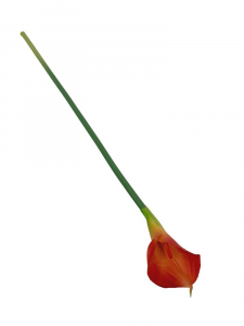 Kalia kwiat pojedynczy 71 cm pomarańczowo żółta