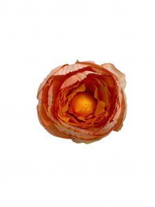 Piwonia główka 8 cm pudrowy róż z pomarańczowym środkiem